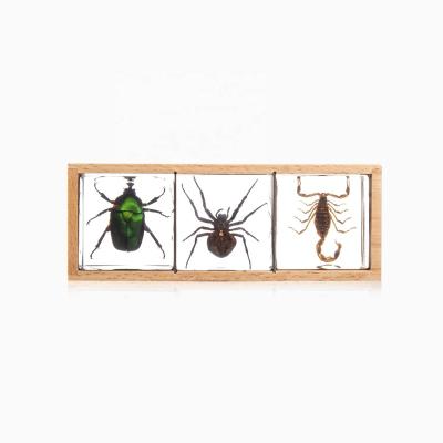 China Real decorative resin natural whole decoration sale insect collection for sale