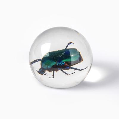 China Insect Crystal Ball For Kids Real Natural Harmless Scorpion Specimen Embedded Decor for sale