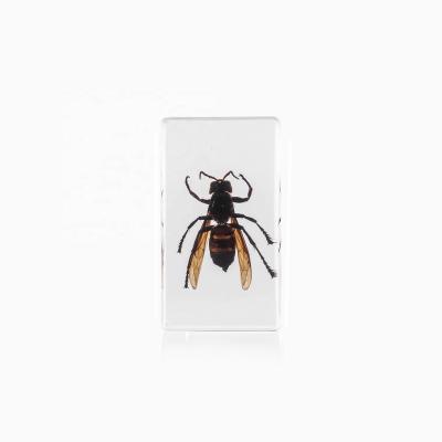 China Resin Funny Real Insect Paperweight Gift Book Paperweight Unique Novelty Gifts For Boys for sale