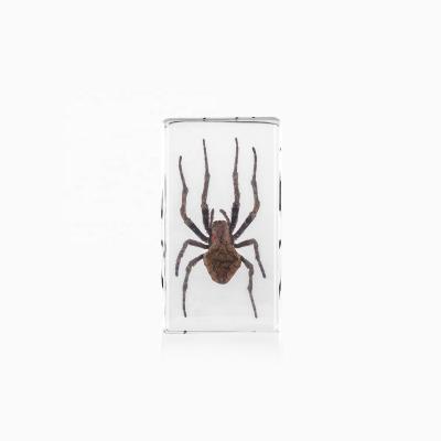 China Real Style Fresh Acrylic Decor Natural Spider Hot Selling Specimen Was Embedded Resin Paperweight for sale