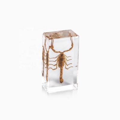 China Lucite Resin Paperweight Scorpion Fresh Specimen Embedded Book Popular Hot Selling Paperweight for sale