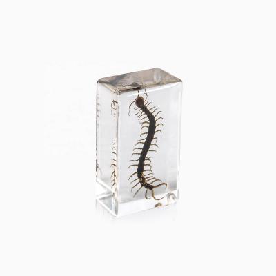 China Handmade cratfs wholesale customized high clear epoxy resin insect real insect paperweight decor for sale