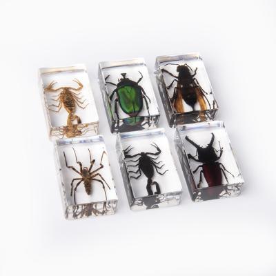 China New Design Natural Small Size Paperweights Real Insects Acrylic Paperweights Collection for sale