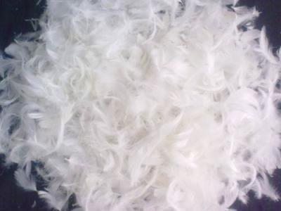 China 2cm - 4cm 100% White Duck Feather Quilt Filling Material Soft / Natural and Allergy Free for sale