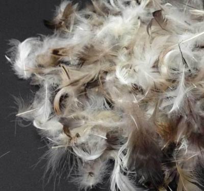 China Soft Pillow Filling Materials Washed Grey Duck Feathers for Filling Bedding and Clothes for sale