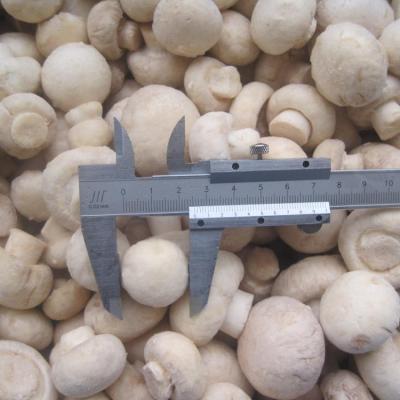 China Wholesale Delicious Frozen Mushroom FROZEN Button Mushroom Good Quality for sale