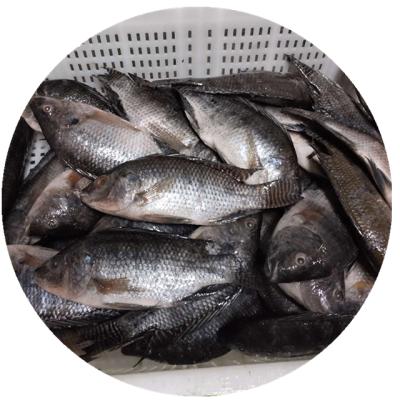 China Low Fat Frozen Seafood Niloticus Tilapia Black Tilapia Fish Cleaned Gutted Measured for sale