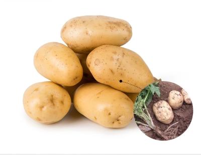 China New GAP Holland Potatoes Fresh Certified Potatoes from Crop 2019 Fresh for sale