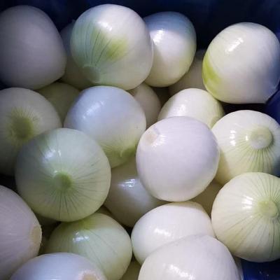 China Year Round European Standard 2019 Fresh Harvest Skin Off Yellow Whole Round Fresh Onions From China for sale