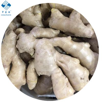 China High quality fresh dried ginger large quantity various types of fresh ginger air for sale