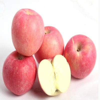 China New Fresh Culture 2020 Sugar Fuji Apples Fresh Delicious for sale