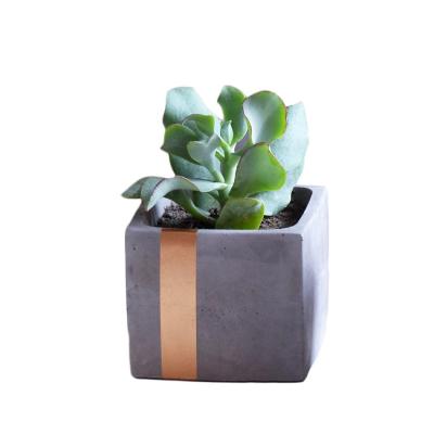 China Novelty Decorative Cement Flower Flexible Square Concrete Planter Pot Concrete Stand Pot With Gold Painting for sale