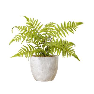 China Indor Decoration 34cm Hot Sale Customized White Mini Artificial Fern Plants With Pot For Table Decoration for sale