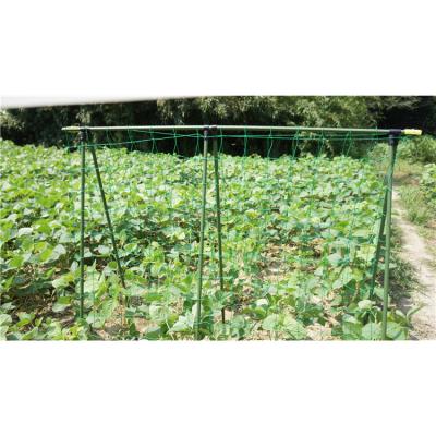 China Garden Work Plant Support Pea Mesh Bed With Cover Netting Trellis Garden Plants Climbing Net Plastic for sale