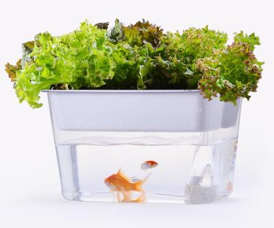 China Aquaponics CLASSIC Desktop Ecological Aquarium Auto Circulation Indoor Garden Growing Vegetables and Fishes for sale