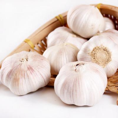 China fresh chinese fresh garlic for sale china garlic white garlic for sale