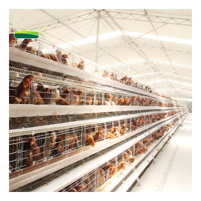 China Poultry Farm Factory Price Feeding Layer Cages Automatic Poultry Cages For Layer Chickens Steel Layer Chicken Cage for sale