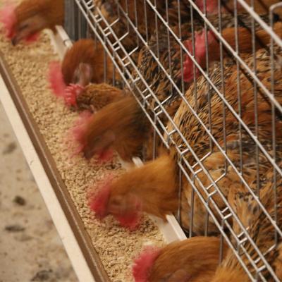 China Farms Hot Sale Inexpensive High Quality Customizable Automatic Broiler Cage System Chicken Cage Cage Farm for sale