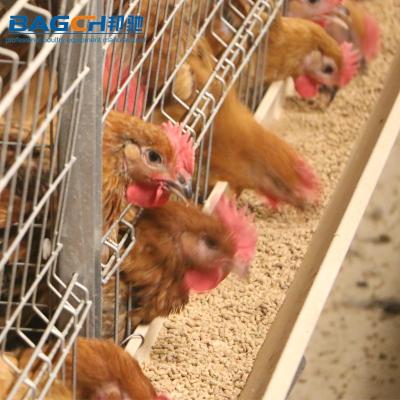 China Commercial Fully Automatic Chicken Broiler Cage System Use From Chicken Farm To Chicken Poultry Farming for sale