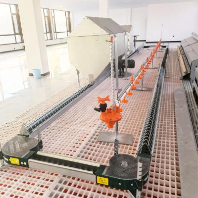 China New Model Breeder Farm Breeder Chicken Chain Feeding System Equipment For Poultry Breeder Farm House for sale