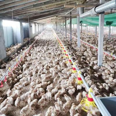 China Durable Used Poultry Farm Chicken Broiler Pot System Feeding Feeding Line And Drinking Line For Broiler Home for sale