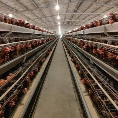 China Easily Install Chicken Battery Installation Farm Products Chicken Cage Layer Poultry Cages For Sale for sale