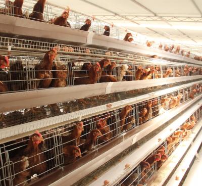 China Easily Install Hot Selling Type A Chicken Cage For 1 Day Old Chicks With Complete Accessories From China for sale