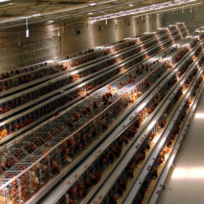 China Install chicken layer battery cage easily in kerala and india, chicken layer cage price in india for sale