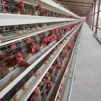 China Easily Install 2022 New Type Poultry Farm Layers Used Layer Battery Chicken Cage for sale