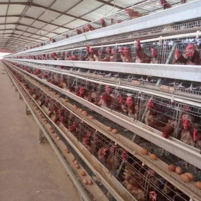 China Easily Install One Type Poultry Egg Chicken Battery Cages Price For Sale for sale