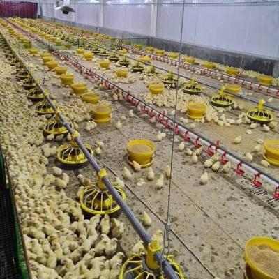 China Farms High Quality Low Cost Commercial Chicken Shed Feeder Line With Germany Feeder Detector for sale