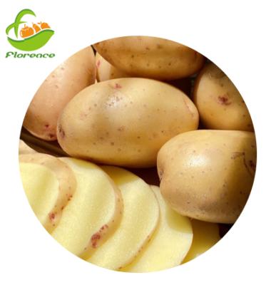 China Hot Selling Chinese Fresh Holland Potato Export Potato Storage for sale