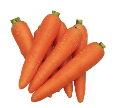 China Bulk Farm Fresh High Fine Price Fresh Carrots Spot Vitamin Fresh Carrots For Export Organic Carrot Supplier In China for sale