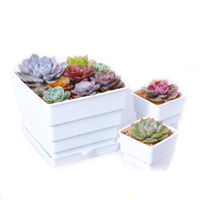 China Eco-friendly Pruning Pot Air Control Square Root Flower Pot Nursery Plastic Succulent Pot for sale