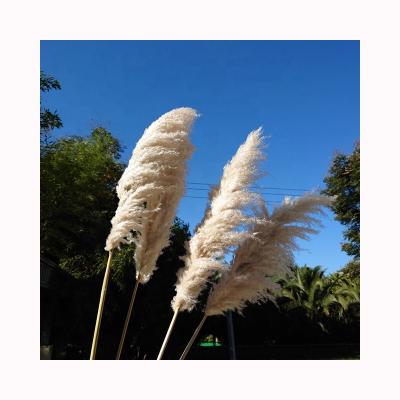 China Yunnan factory wholesale environmental protection green hot sale home decorative dry thatch fluff beige pampas grass for sale