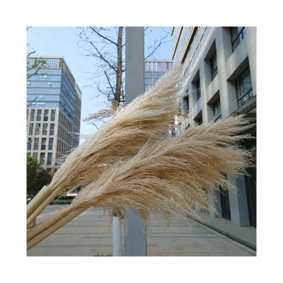 China Pampas Grass Natural Dry Pampas Grass By 120cm Natural Pampas Reeds Prundo Fluffy Phragmites Wholesale for sale