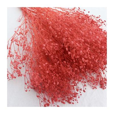 China Real Touch Nature Wholesale Dried Flowers Red Color Preserved Dreamy Star Flowers For Wedding Decoration for sale