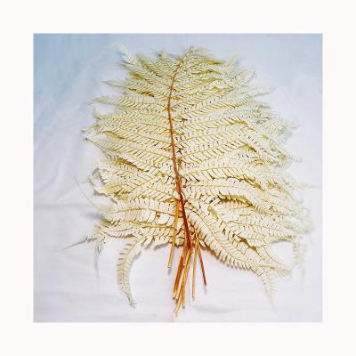 China natural touch & Fresh Wholesale Dried Flowers Preserved Colorful Fern Leaf Pure White Fern Leaf For Home Decor for sale