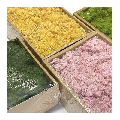 China 2021 New Yunnan Popular Hot-selling Romantic Colorful Preserved Moss For Wedding Decoration Plants for sale