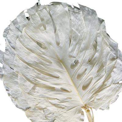 China Environmental Protection Green Plant Wholesale Natural Touch Leaf Decorative Dried Flowers Preserved Monstera Leaves for sale