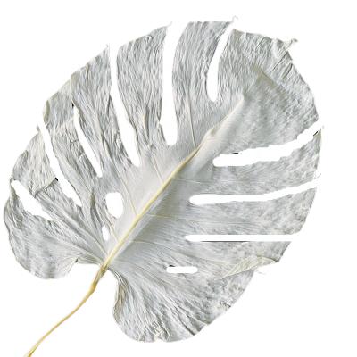 China Nordic Style Green Natural Leaf Environmental Protection Home Decorative Dry Flowers Preserved Monstera Leaves for sale