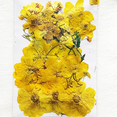 China Natural Plant Wholesale Dried Flower Ins Popular Press Flowers Dried Flower Engraving for sale