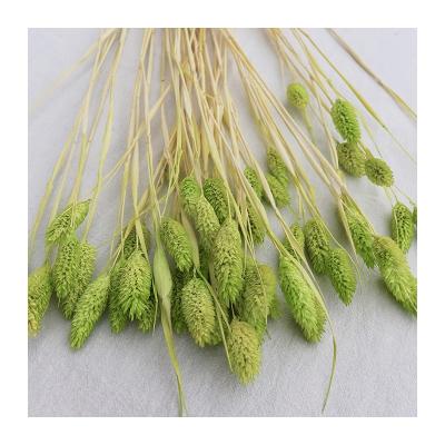 China natural touch & 2020 Natual Fresh Wholesale Dried Flowers Dried Flower Small Gem Grass Phalaris Dry Phalaris Grass for sale