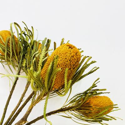 China Factory Wholesale Natural Dried Flowers Multicolor Dried Flower Dried Banksia For Decoration for sale