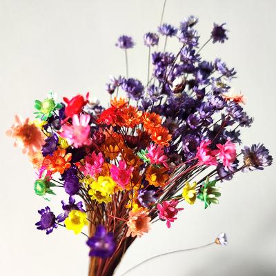 China Hot-selling natural fresh flower hot-selling natural dry flower brazilian small and colorful star flower for sale