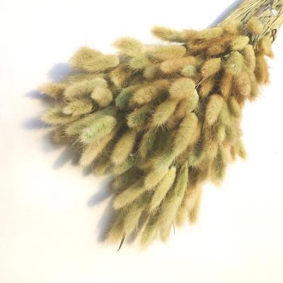 China Fashional Gift& Green Natural Bunny Tails Grass Decorative Dried Flowers Bunny Tail Grass More Popular Environmental Protection for sale