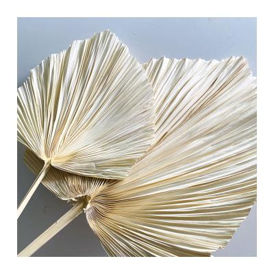 China Bleached 2021 new natural flowers wedding summer decoration wholesale bleached dry palmette for sale