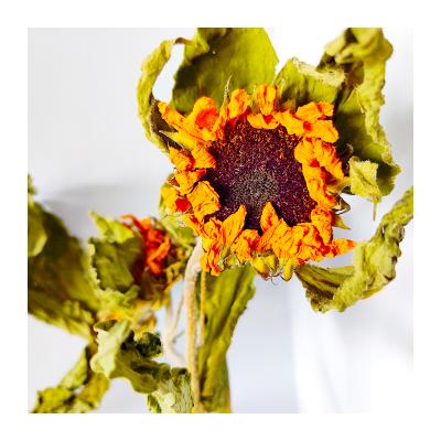 China 2021 Wholesale Hot-selling High Quality Romantics Yunnan Dried Sun Flower for Home Decoration for sale