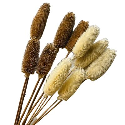 China Wholesale Long Lasting Dried Artificial Flowers Preserved Dipsacus Sativus For Christmas Decoration for sale