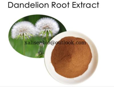 China Dandelion Root Extract Powder 10:1/For Liver/Kindney/Gallbladder support for sale